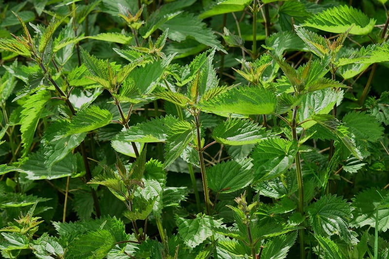 Indoor Plants